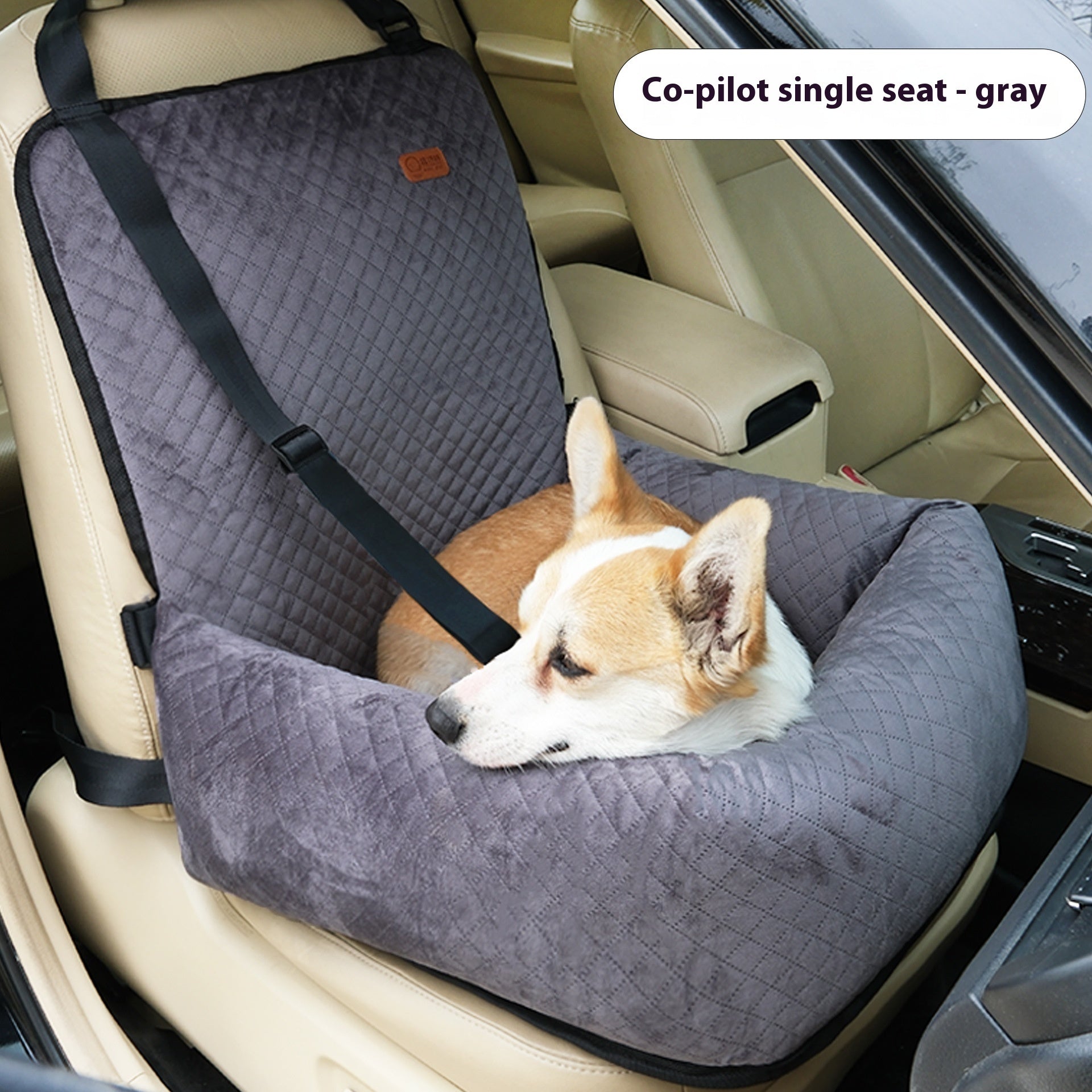 😴 Why Do Pets Sleep So Much?